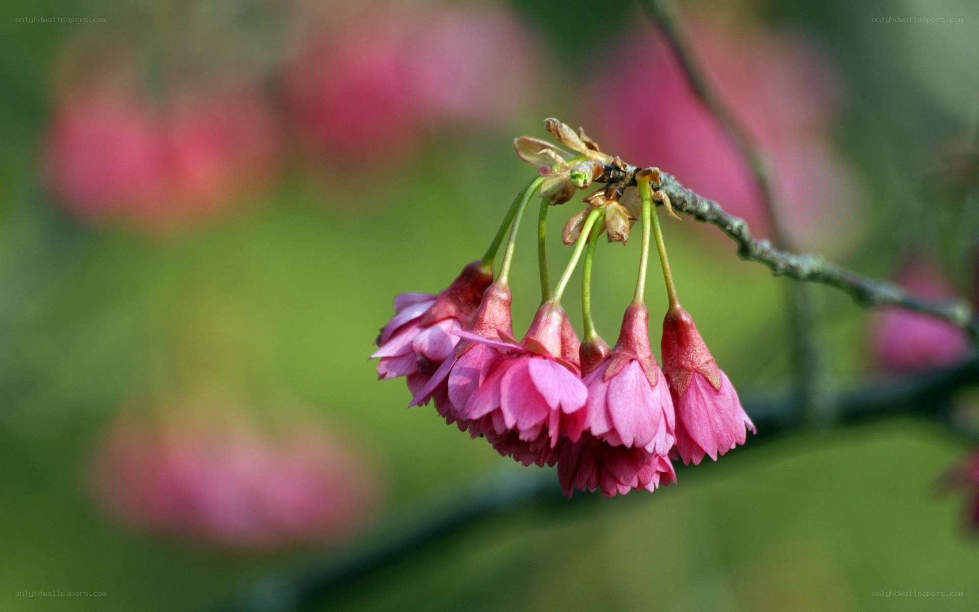 Pink cherry blossoms on a branch