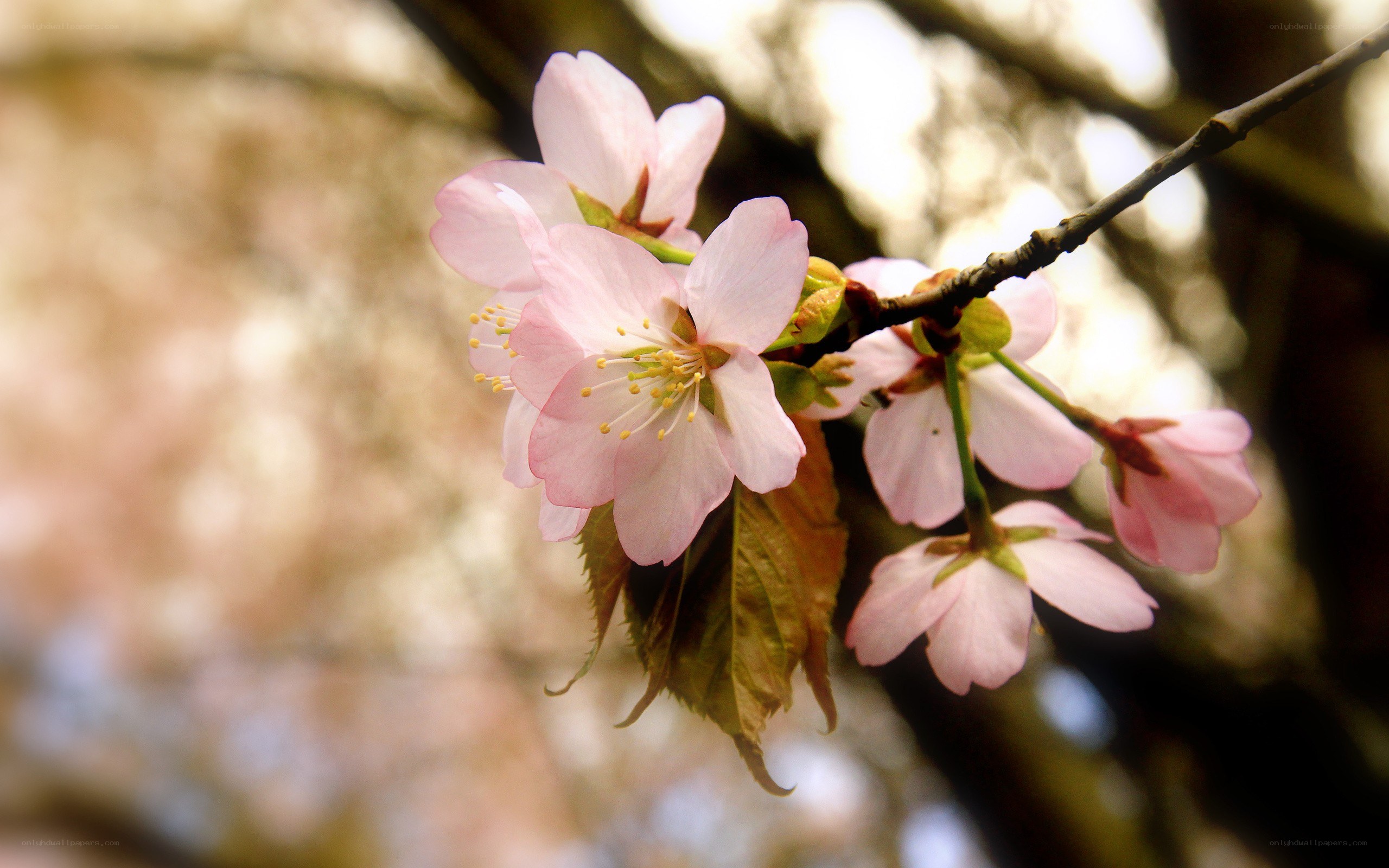 Pink cherry blossoms on a branch