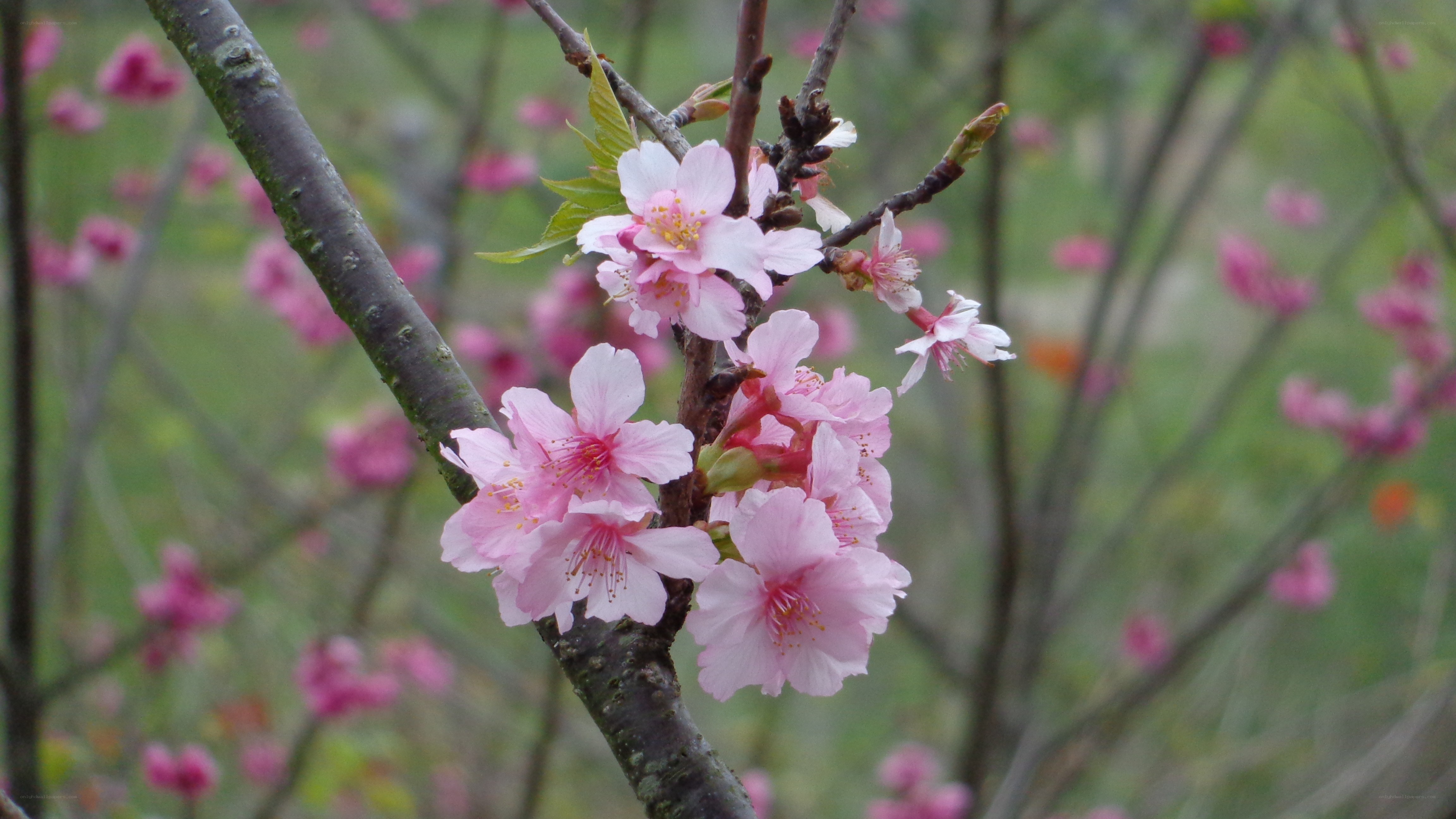 Pink cherry blossoms on a branch