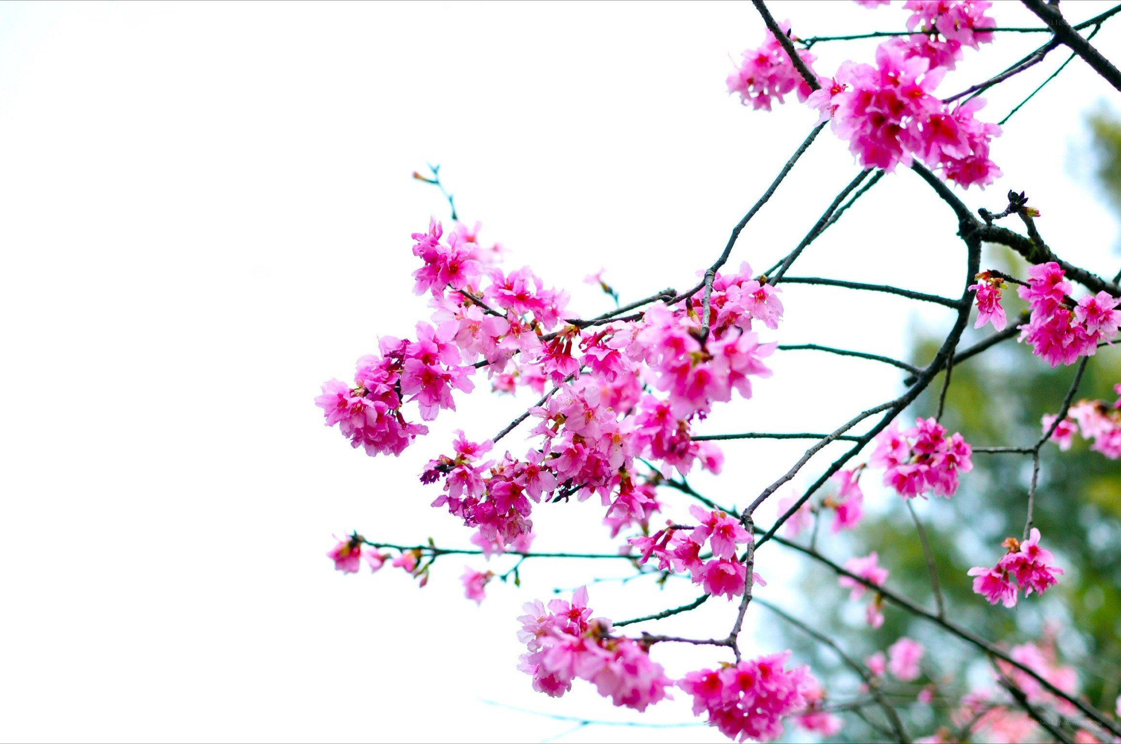 Pink cherry blossoms on a branch