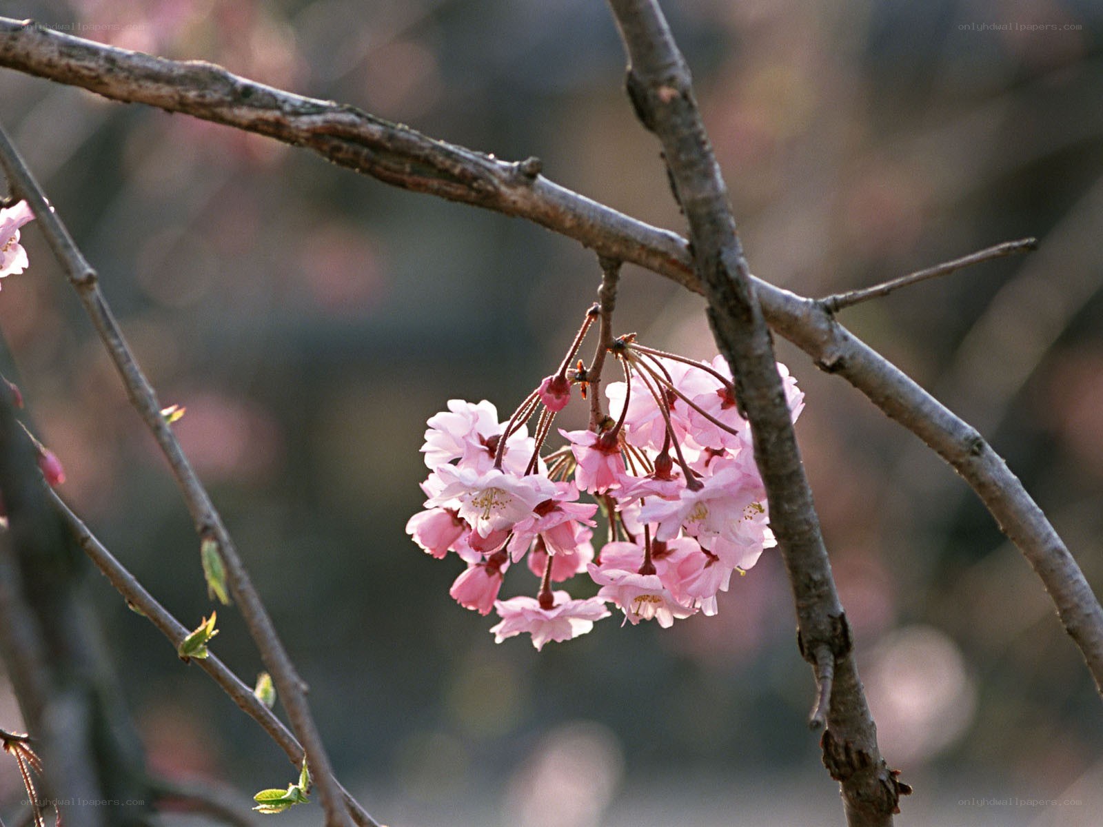 Pink cherry blossoms on a branch