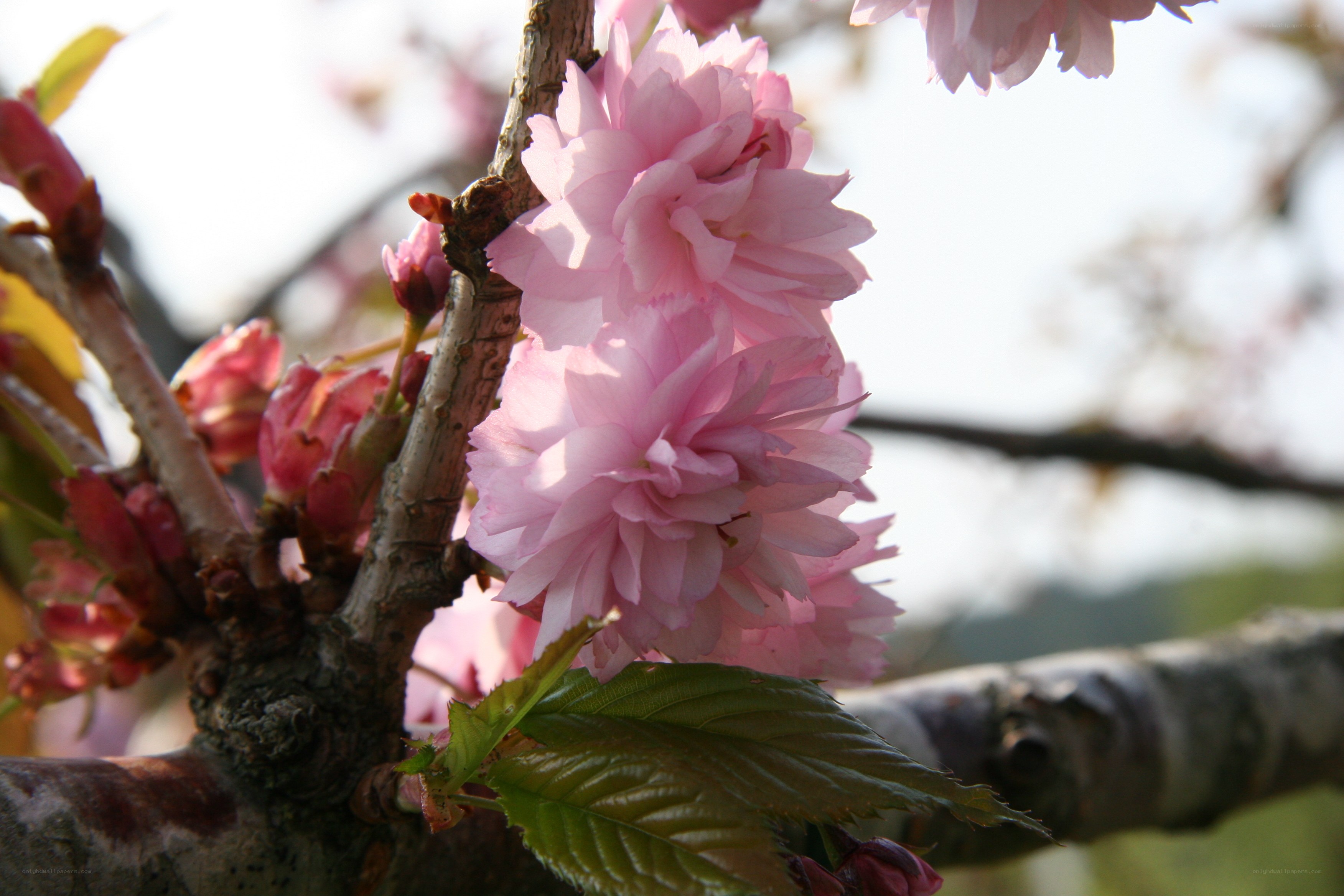 Pink cherry blossoms on a branch