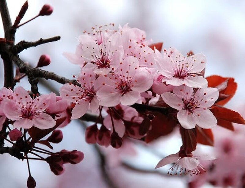 Pink cherry blossoms on a branch