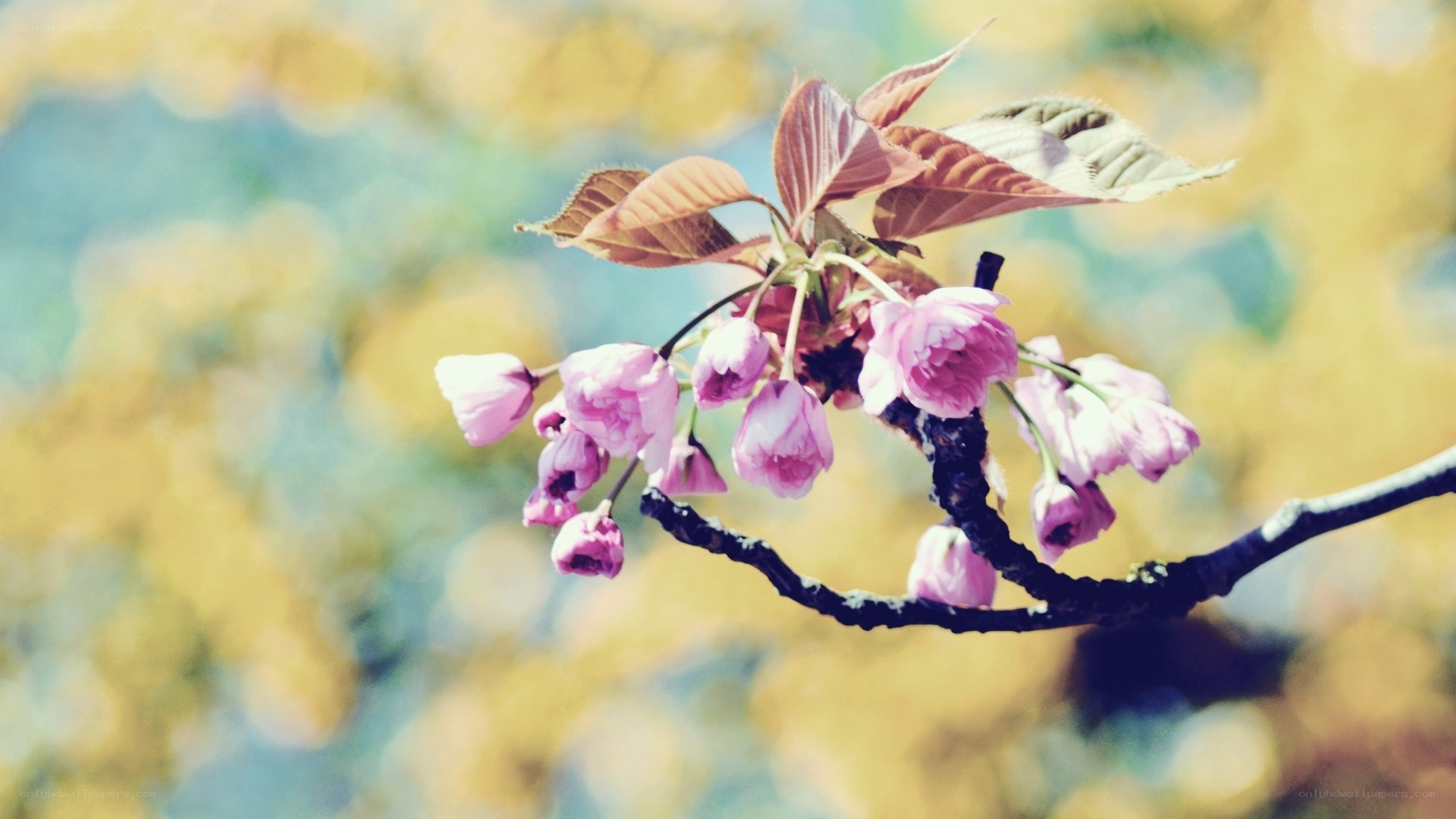 Pink cherry blossoms on a branch