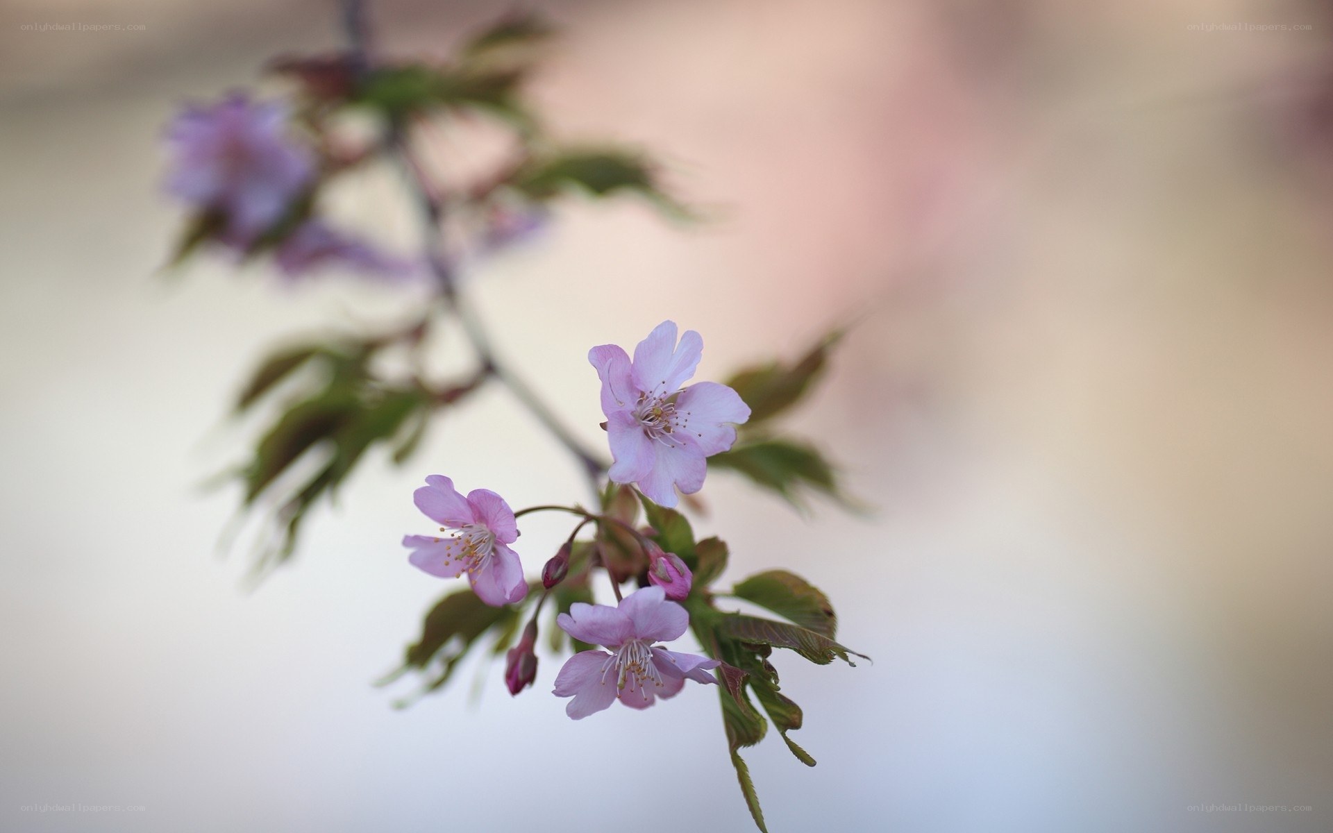 Pink cherry blossoms on a branch