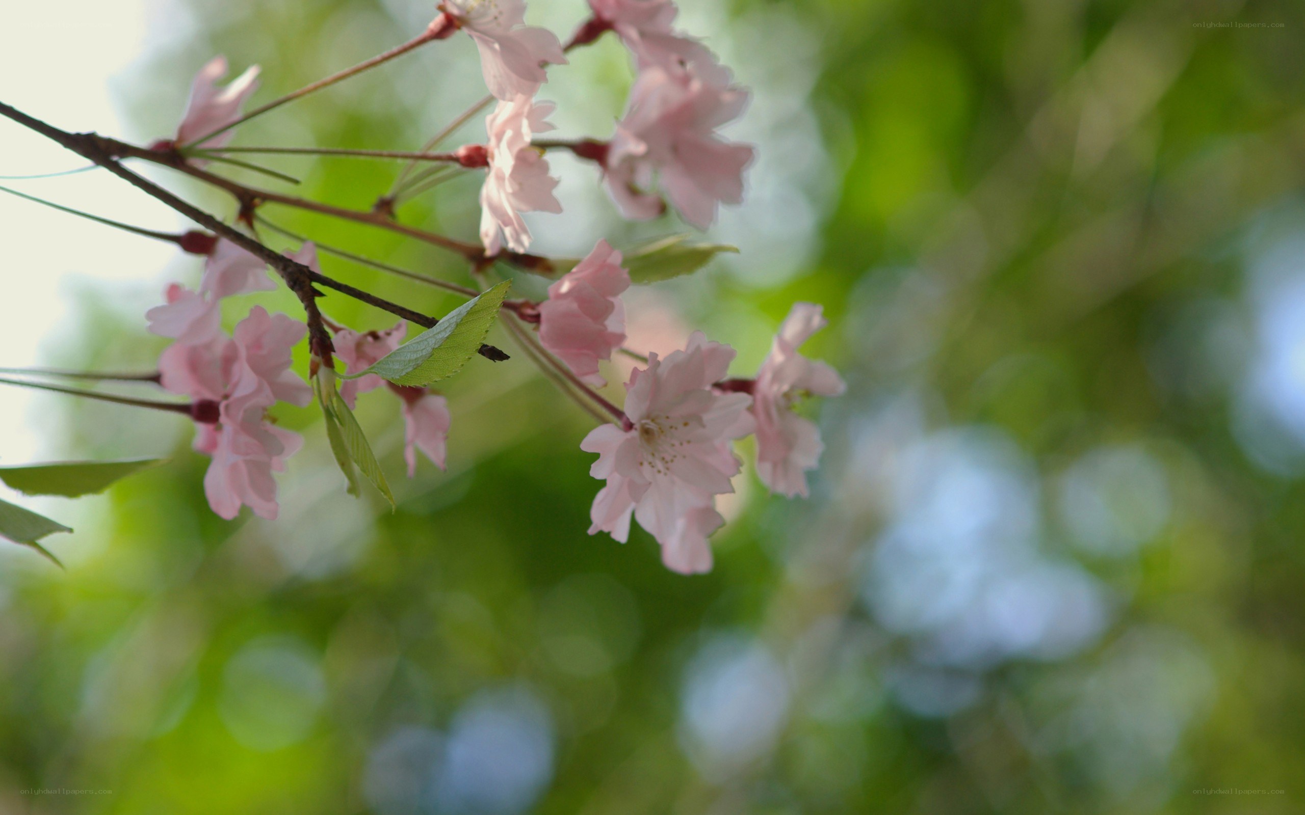 Pink cherry blossoms on a branch