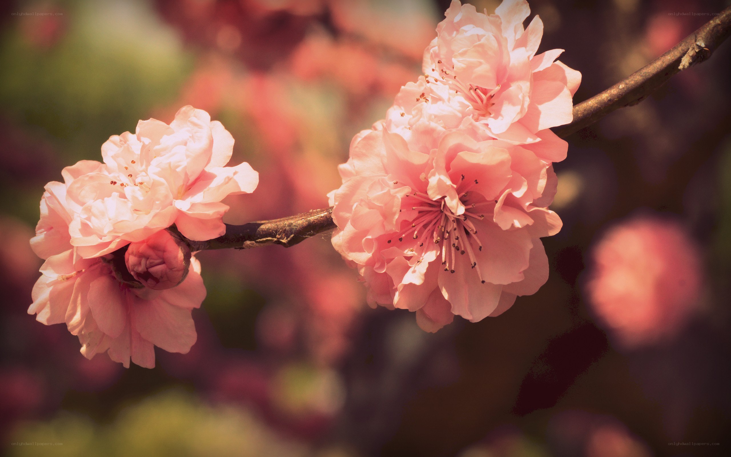 Pink cherry blossoms on a branch