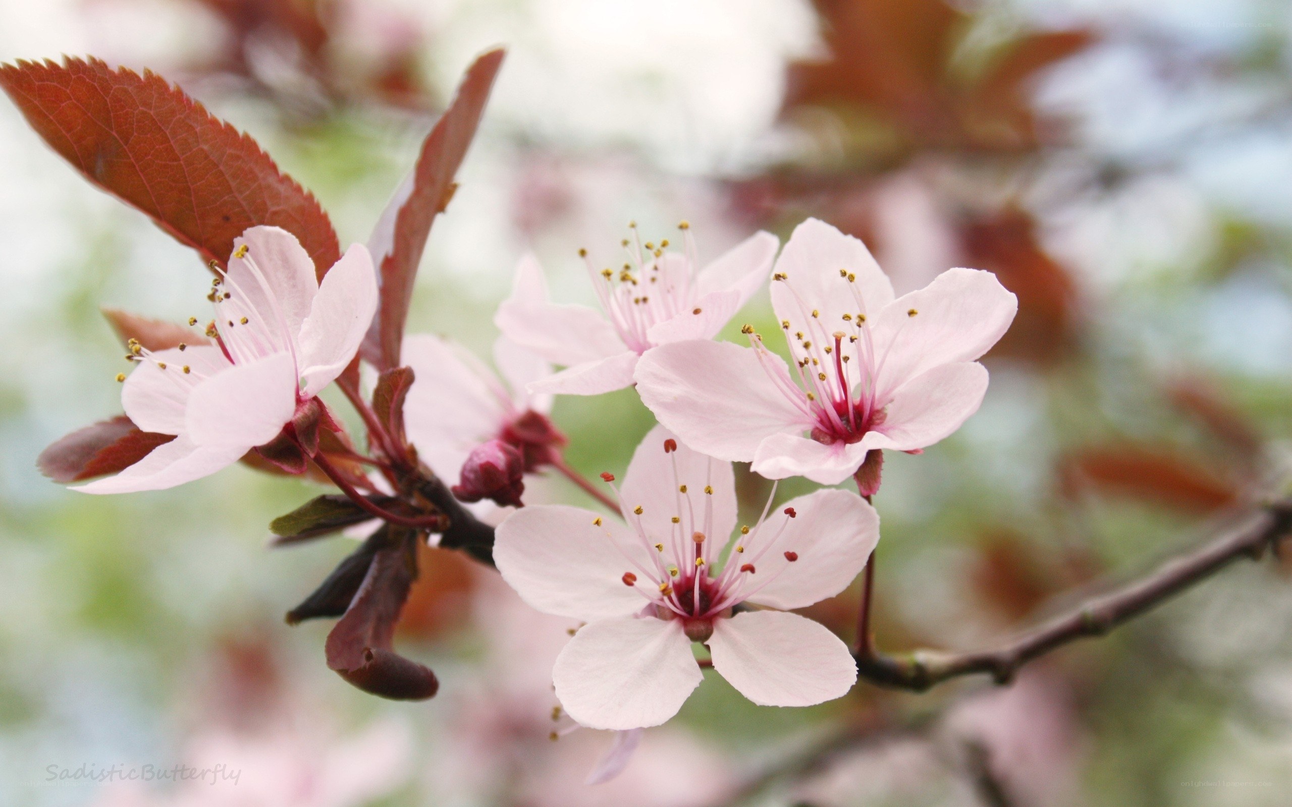 Pink cherry blossoms on a branch