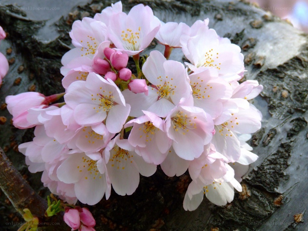 Pink cherry blossoms on a tree