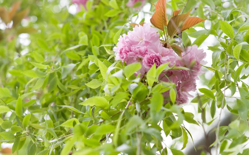 Pink cherry blossoms on a tree