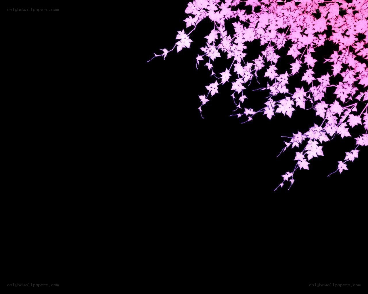 pink cherry blossoms on black