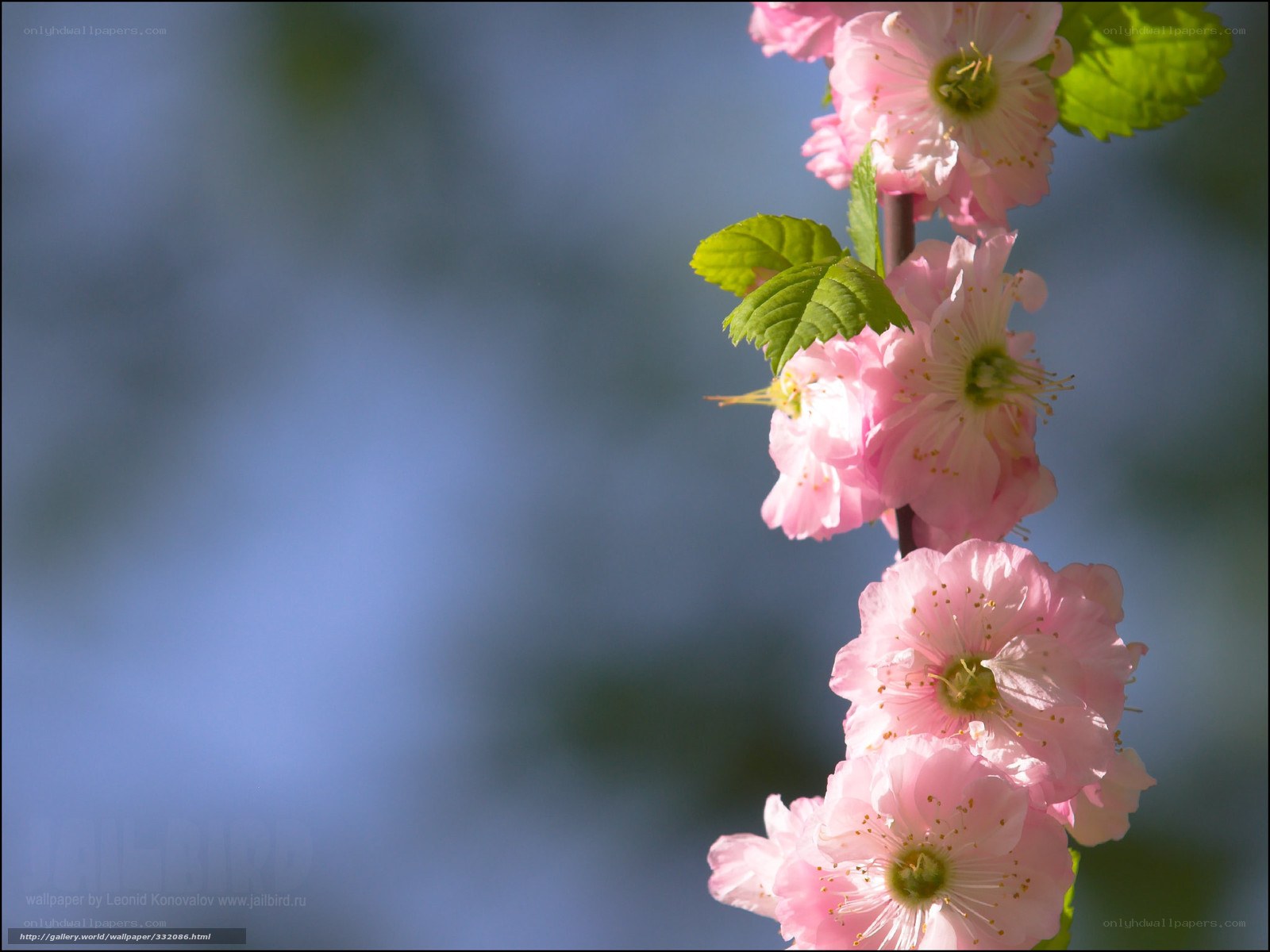 Pink cherry blossoms on branch