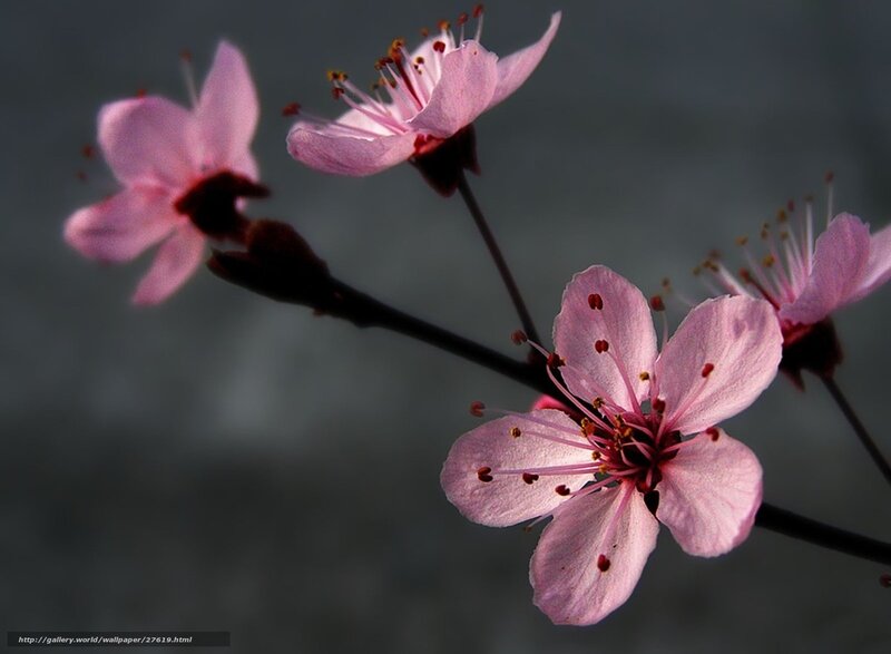 Pink cherry blossoms on branch