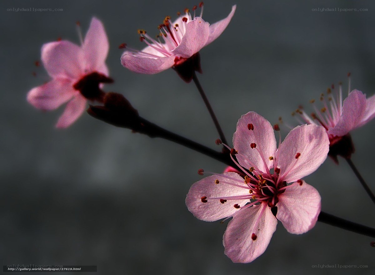Pink cherry blossoms on branch
