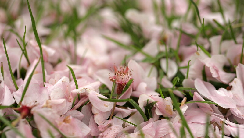 Pink Cherry Blossoms on Grass