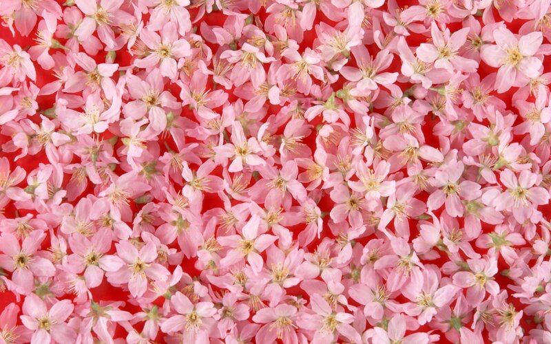 Pink cherry blossoms on red