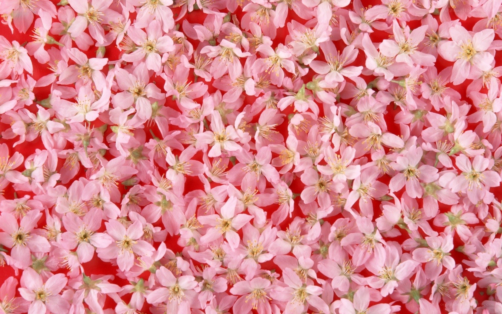 Pink cherry blossoms on red