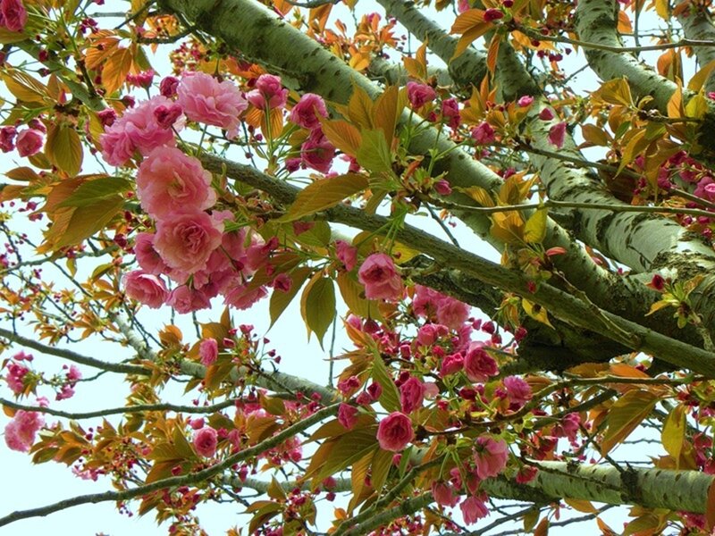 Pink cherry blossoms on tree