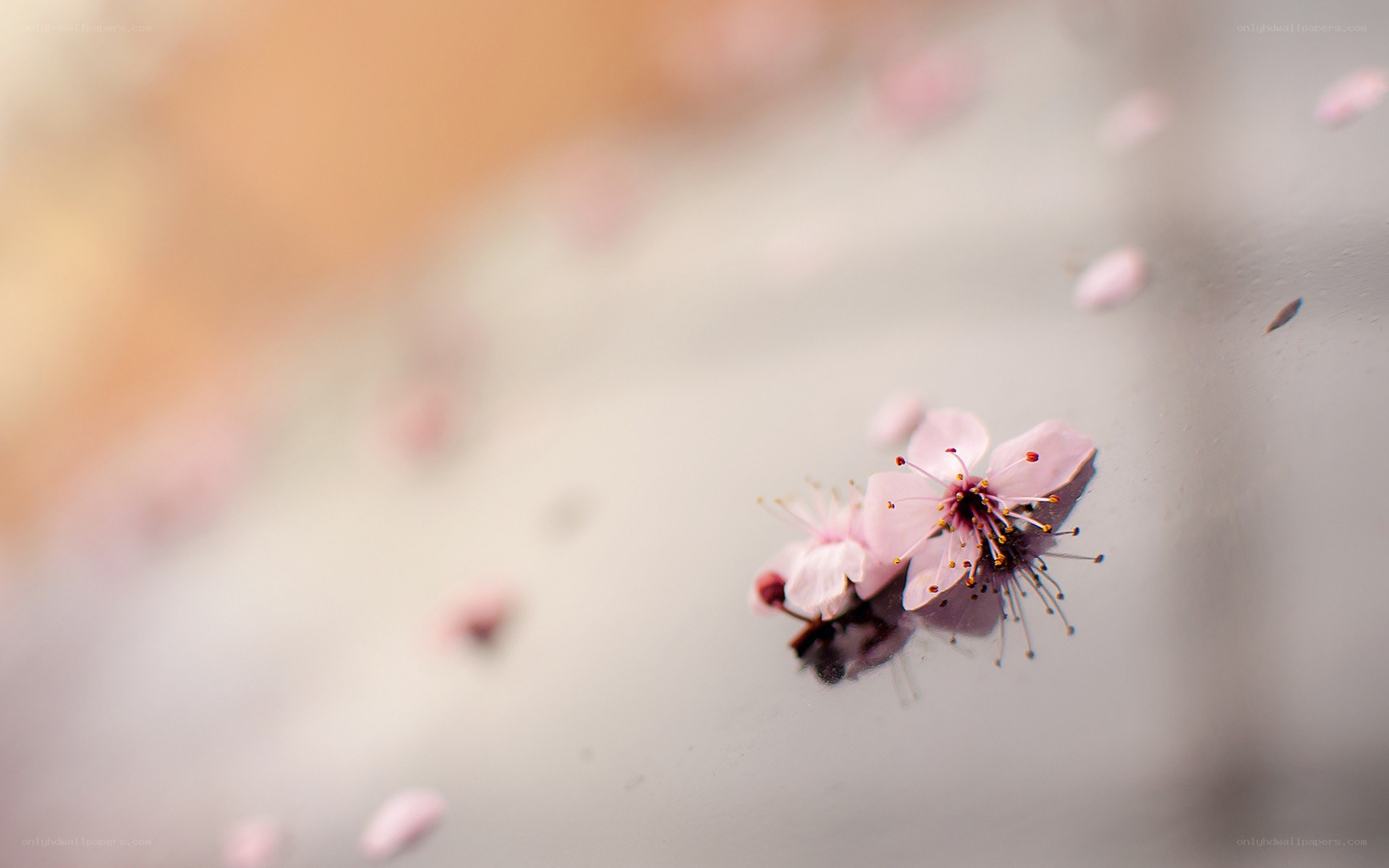 Pink cherry blossoms on water
