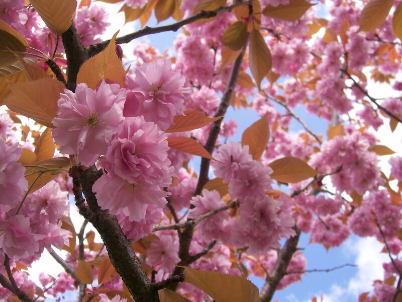 Pink Cherry Blossoms — Photograph, Branches