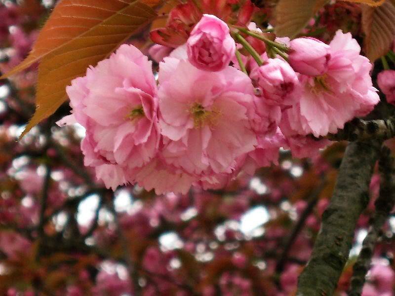 Pink Cherry Blossoms — Photograph, Brown