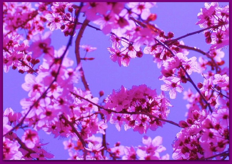 Pink Cherry Blossoms — Purple, Serene, Spring, Photograph