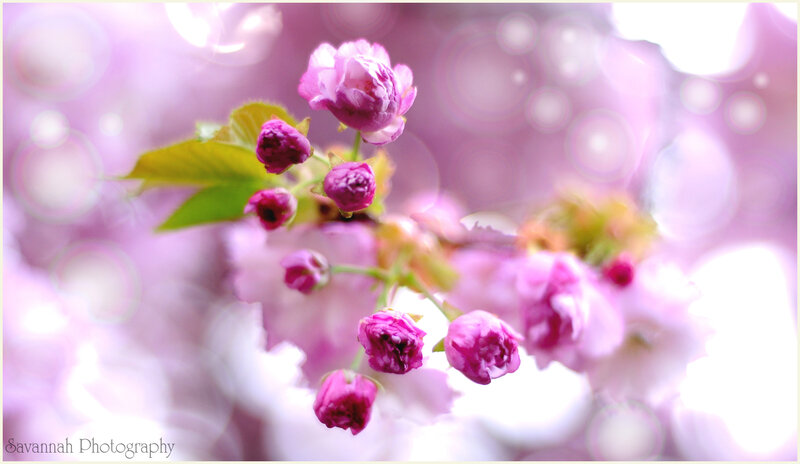 Pink Cherry Blossoms — Purple, Serene, Spring