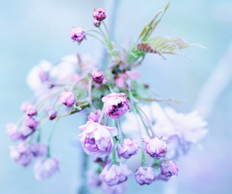 Pink Cherry Blossoms — Purple, Serene
