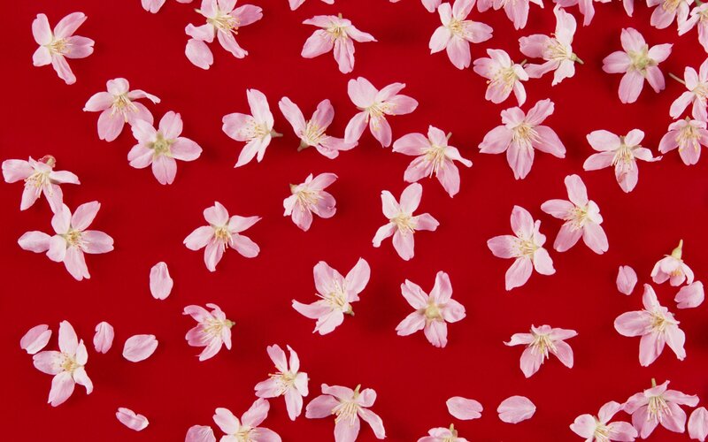 Pink Cherry Blossoms — Red