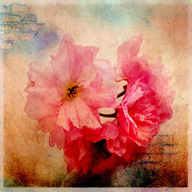 Pink Cherry Blossoms — Serene, Painting