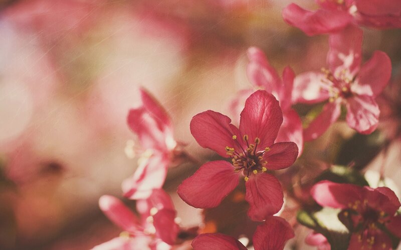 Pink Cherry Blossoms — Serene, Petals