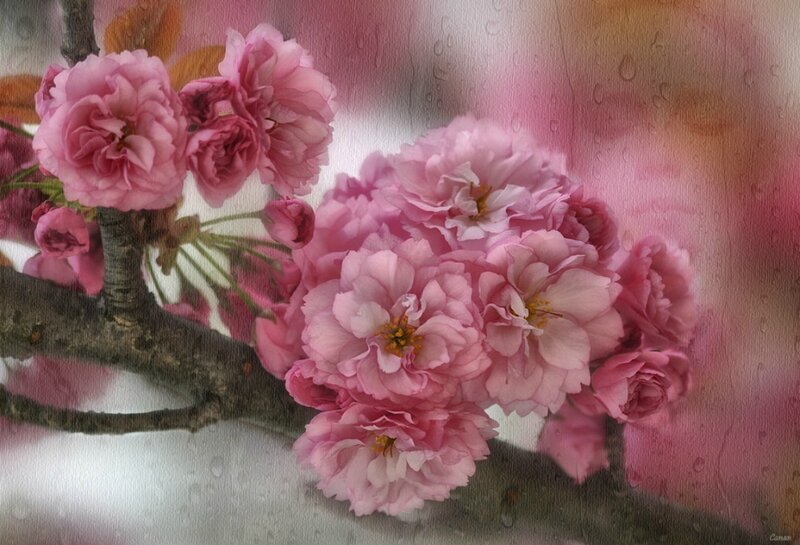 Pink Cherry Blossoms — Serene, Spring, Digital Art, Branch