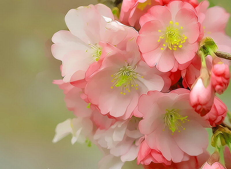 Pink Cherry Blossoms — Serene, Spring, Digital Art, Buds