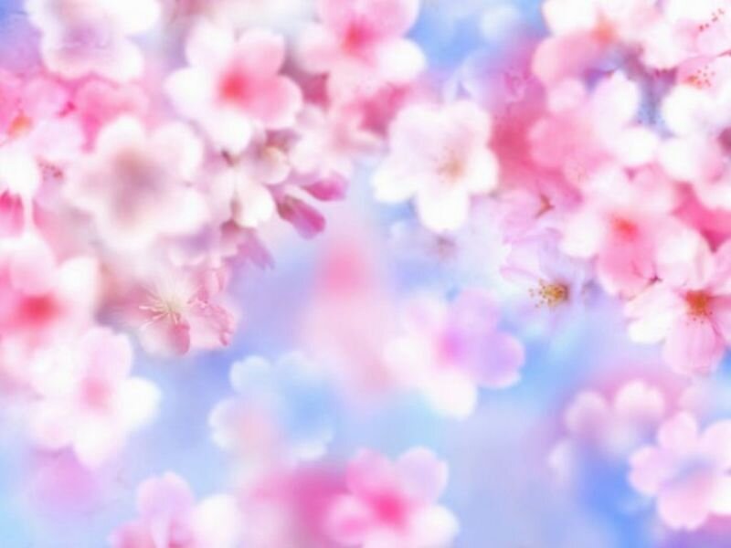 Pink Cherry Blossoms — Serene, Spring, Digital Art, Flowers, Sky