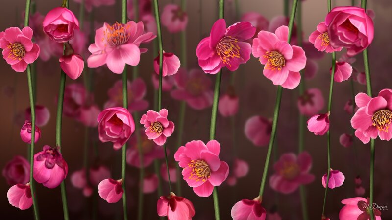Pink Cherry Blossoms — Serene, Spring, Digital Art, Flowers