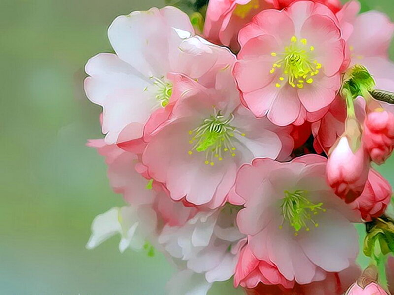 Pink Cherry Blossoms — Serene, Spring, Digital Art, Stamen