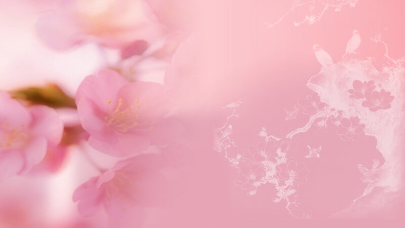 Pink Cherry Blossoms — Serene, Spring, Illustration