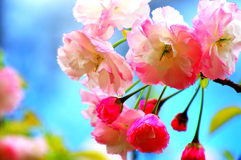 Pink Cherry Blossoms — Serene, Spring, Photograph, Blossom, Branch