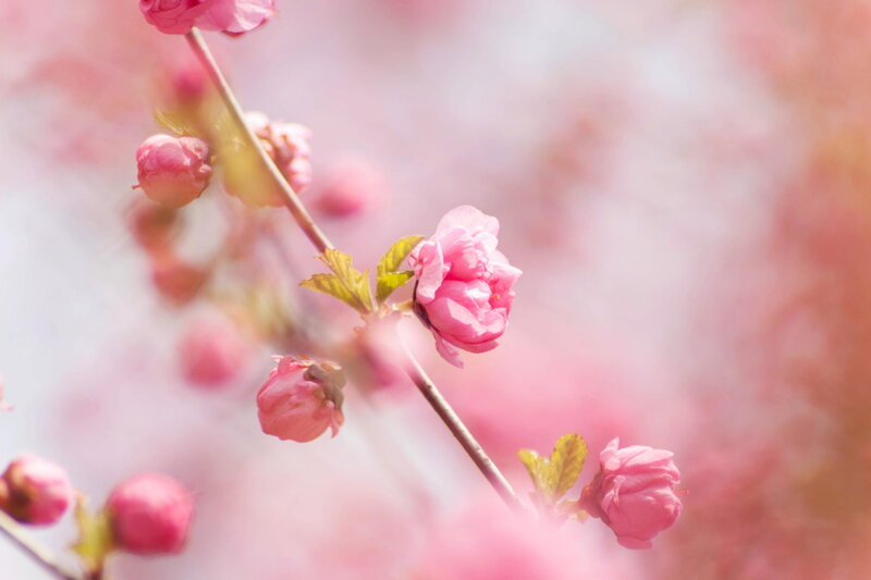 Pink Cherry Blossoms — Serene, Spring, Photograph, Blossom, Bud