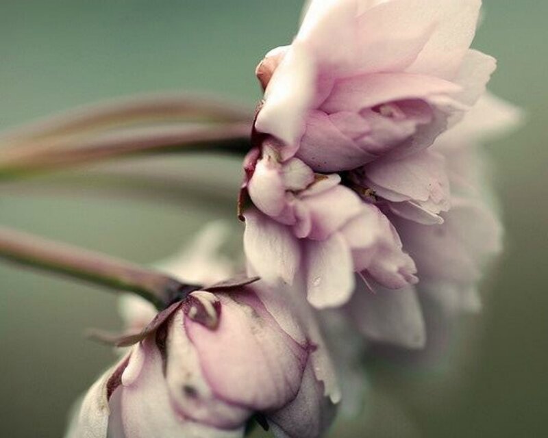 Pink Cherry Blossoms — Serene, Spring, Photograph, Blossom, Stem