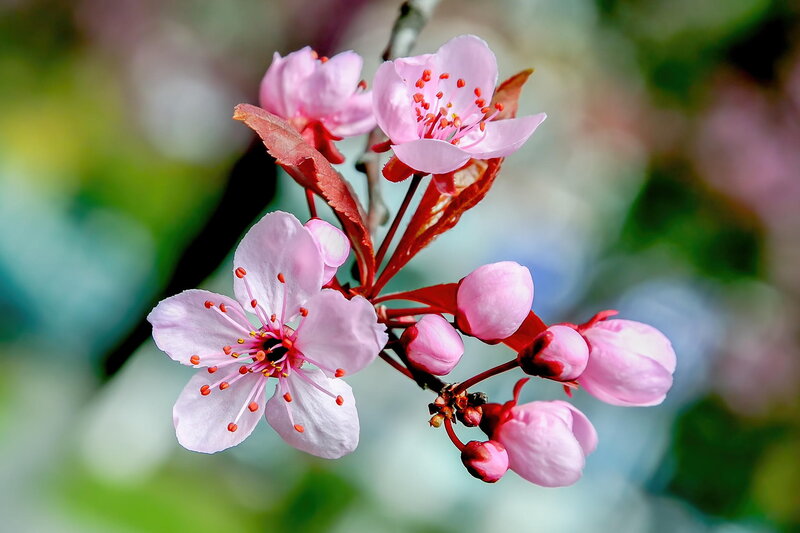 Pink Cherry Blossoms — Serene, Spring, Photograph, Blossom
