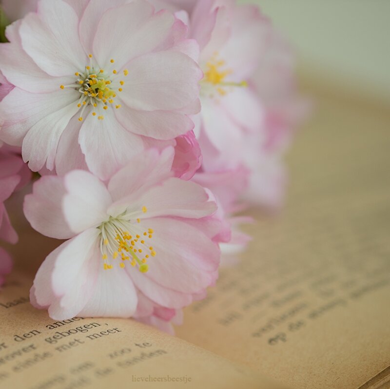 Pink Cherry Blossoms — Serene, Spring, Photograph, Book