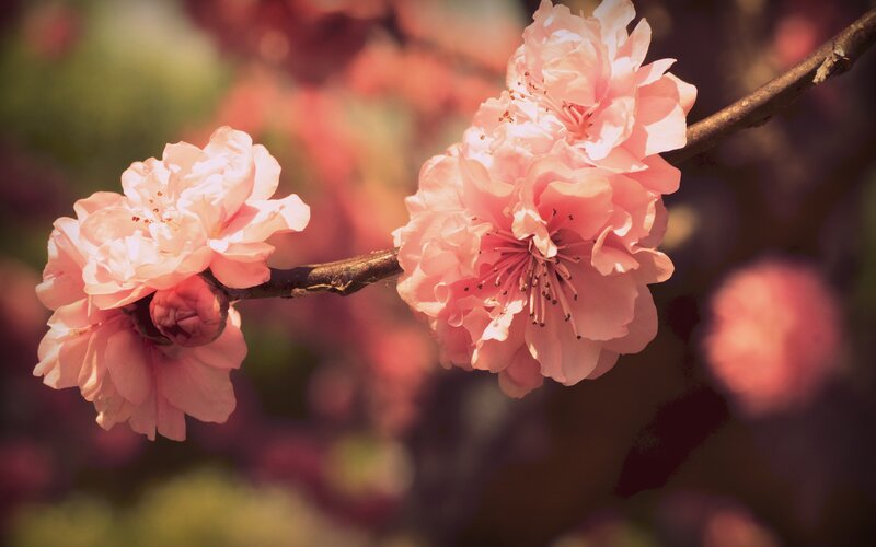 Pink Cherry Blossoms — Serene, Spring, Photograph, Branch, Blossom, Bud, Brown, Green