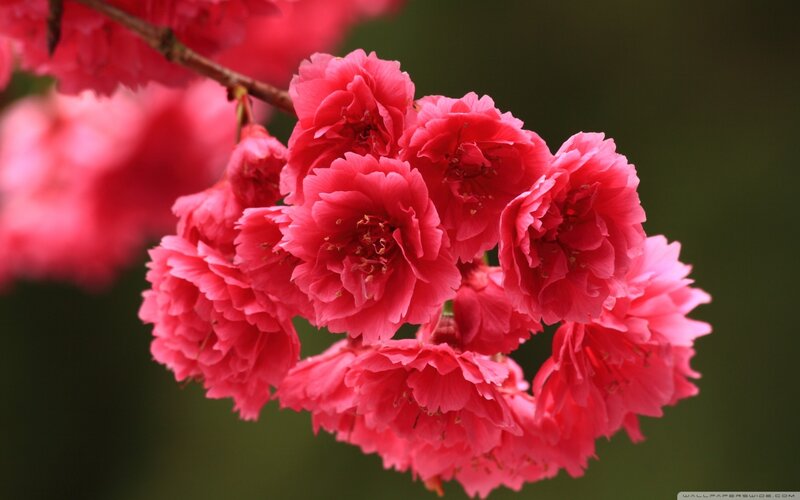 Pink Cherry Blossoms — Serene, Spring, Photograph, Branch, Blossom, Green Background