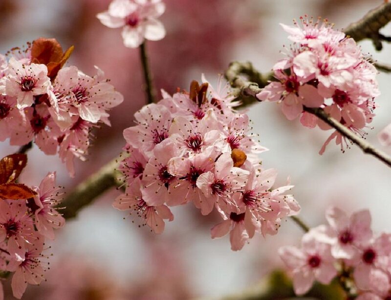 Pink Cherry Blossoms — Serene, Spring, Photograph, Branch, Blossom, Leaf