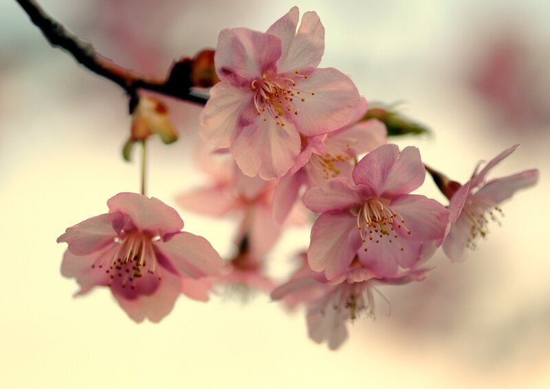 Pink Cherry Blossoms — Serene, Spring, Photograph, Branch, Blossom, Stamen, White