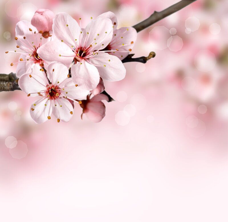 Pink Cherry Blossoms — Serene, Spring, Photograph, Branch, Bokeh