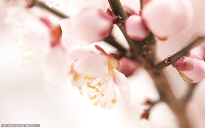 Pink Cherry Blossoms — Serene, Spring, Photograph, Branch, Buds, Petals