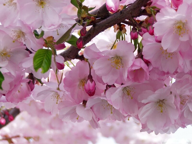 Pink Cherry Blossoms — Serene, Spring, Photograph, Branch, Buds
