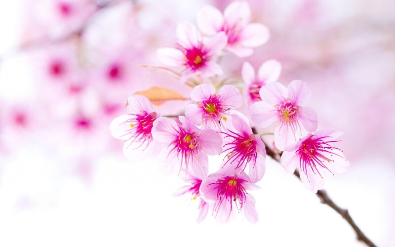 Pink Cherry Blossoms — Serene, Spring, Photograph, Branch, Flowers, Leaves